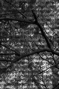 Beit Hebrew letter art nature photography - 2nd letter Hebrew alphabet house home