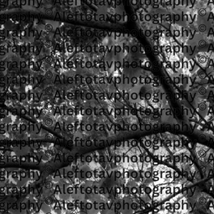 Beit Hebrew letter art nature photography - 2nd letter Hebrew alphabet house home