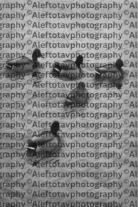 Dalet Hebrew letter art nature photography - 4th letter Hebrew alphabet doorway