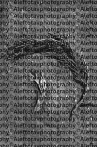 Hei Hebrew letter art nature photography - 5th letter Hebrew alphabet breath revelation