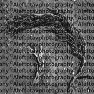 Hei Hebrew letter art nature photography - 5th letter Hebrew alphabet breath revelation