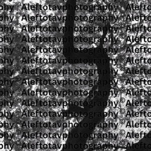 Lamed Hebrew letter art nature photography - 12th letter Hebrew alphabet learning teaching