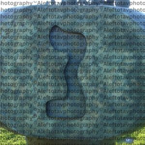 Nun Hebrew letter art nature photography - 14th letter Hebrew alphabet fish faithfulness