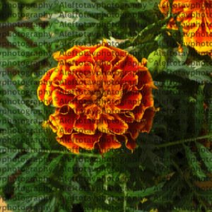 Samech Hebrew letter art nature photography - 15th letter Hebrew alphabet support protection