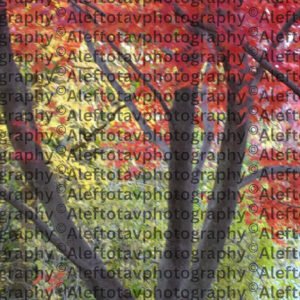 Shin Hebrew letter art nature photography - 21st letter Hebrew alphabet divine fire