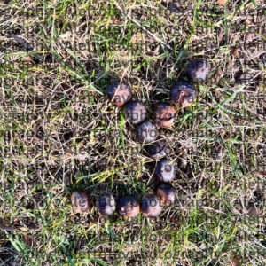 Tsadek Hebrew letter art nature photography - 18th letter Hebrew alphabet righteous justice