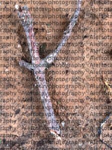 Tsadek Sofit final Hebrew letter art nature photography - end of word righteous form