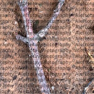 Tsadek Sofit final Hebrew letter art nature photography - end of word righteous form