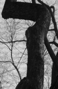 Khaf Sofit final Hebrew letter art nature photography - end of word palm humility completion form