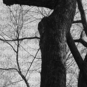 Khaf Sofit final Hebrew letter art nature photography - end of word palm humility completion form